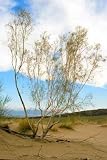 Saxaul Tree in Desert, Spring Morning, Kazakhstan - 24