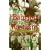 From Babylon to Rastafari: Origin and History of the Rastafarian Movement