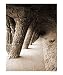 Antoni Gaudi's inclined columns at Park G&Atilde;&frac14;ell Architecture Photographic Poster Print by Bel Phos, 8x10