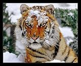 Siberian Tiger (In Snow II) Black Wood-Mounted Art Poster Print - 16 X 20