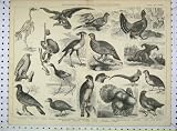 Ornithology Rapacious Gallinaceous Birds Grouse Fowl