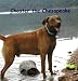 Chester the Chesapeake Book One