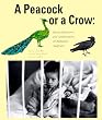 A Peacock or a Crow? Stories, Interviews and Commentaries on Romanian Adoptions