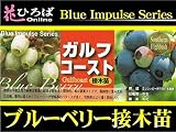 ブルーベリー 苗 ガルフコースト サザンハイブッシュ系　接ぎ木苗 ブルーベリー苗【ブルーインパルス】 blueberry