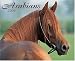 Book Arabians 2006 16-Month Wall Calendar