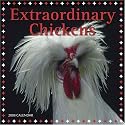 Extraordinary Chickens 2008 Wall Calendar