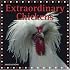 Extraordinary Chickens 2008 Wall Calendar