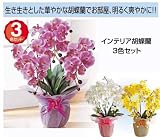 「インテリア胡蝶蘭 3点セット」生き生きとした華やかな胡蝶蘭でお部屋、明るく爽やかに!!