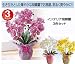 �u�C���e���A�Ӓ��� 3�_�Z�b�g�v���������Ƃ����؂₩�ȌӒ����ł������A���邭�u�₩�ɁI�I