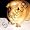 Guinea Pig - Guinea Pig - Light Switch Covers - double toggle switch