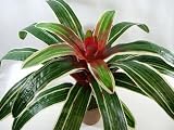 48cm Potted Artificial Silk Blushing Bromeliad Plant ~ Office Plant with Pot ~ Home & Conservatory Decoration