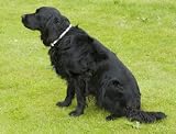 MAGNETIC FLASHING DOG COLLAR (608)- HELPS INCREASE MOBILITY & VITALITY Outdoor Living