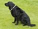 MAGNETIC FLASHING DOG COLLAR (608)- HELPS INCREASE MOBILITY & VITALITY