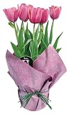 Potted Pink Tulip Plant