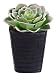 7.5 Hen And Chick in Paper Mache Pot Green Pink (Pack of 6)