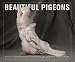 Beautiful Pigeons