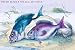 Art Poster, The Sea Bream and the Axillary Bream - 27.5 x 18.75