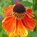 Helenium Bruno