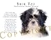 shih tzu - Shih Tzu 