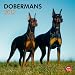 Dobermans 2012 Square 12X12 Wall Calendar