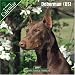Doberman (US) 2007 Wall Calendar