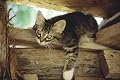 The Secret Life of Cats