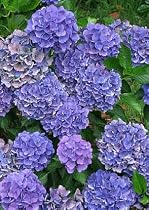 Cityline Venice Hydrangea Macrophylla