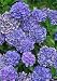 Cityline Venice Hydrangea Macrophylla
