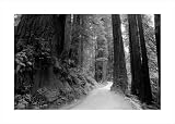 Forest Trail poster print,24.6 in. x 17.5 in.