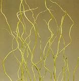 Green Earth Accents Curly Willow 4 Feet Tall, Package of 10 - Basil