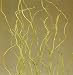 Green Earth Accents Curly Willow 4 Feet Tall, Package of 10 - Basil