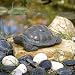 Turtle Key Keeper