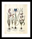 Iris Bulbs Flowers Floral White Wood-Mounted Art Poster Print - 16