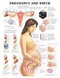 Pregnancy and Birth 3D Raised Relief Chart
