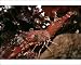 Photographic Prints of VT-8778 Prawn - night, 26 meters. Reef drop off from Ardea Wildlife Pets