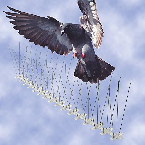 Ecoda 10 Pcs（3m) Plastic Base with Stainless Steel Bird Spikes Pest Control
