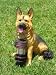 German Shepherd Dog With Solar Lantern Light