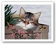 Rocky Selland by Lowell Herrero 9.5"x7.5" Art Print Poster