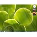 514aIQyOM6L. AA75  Windows 7 Home Premium 64 Bit System Builder 1pk [Old Version]