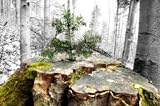 Young Tree Growing on Old Stump - 18"W x 12"H - Peel and Stick Wall Decal by Wallmonkeys