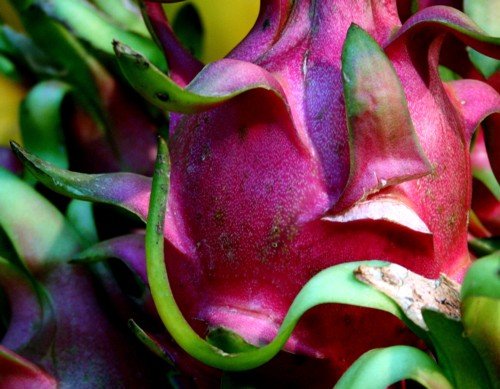 Dragon Fruit Plant