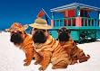BIRTHDAY W/ WRINKLE DOGS ON BE