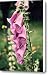 Beauty of the Bell Canvas Print / Canvas Art - Artist Cathie Tyler