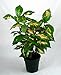 Waimea Caricature Plant -Graptophyllum - Easy Indoors!
