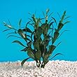 15 INCH - Aquarium Plant - Hygrophila 15 INCH - Aquarium Plant - Hygrophila