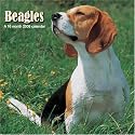 Beagles 2008 Wall Calendar