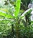 1 Cold Hardy Musa Basjoo Tropical Banana Tree Plant Nursery Trade Gallon Size