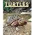 Turtles