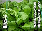 【生産農場直送】 コマツナ苗 【小松菜】コマツナ 葉菜苗 9cmポット プロ農家も使う葉菜苗 野菜苗 ガーデニング 家庭菜園