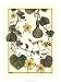 Arts And Crafts Gourd - M. P. Verneuil Art Print Poster 18 x 24